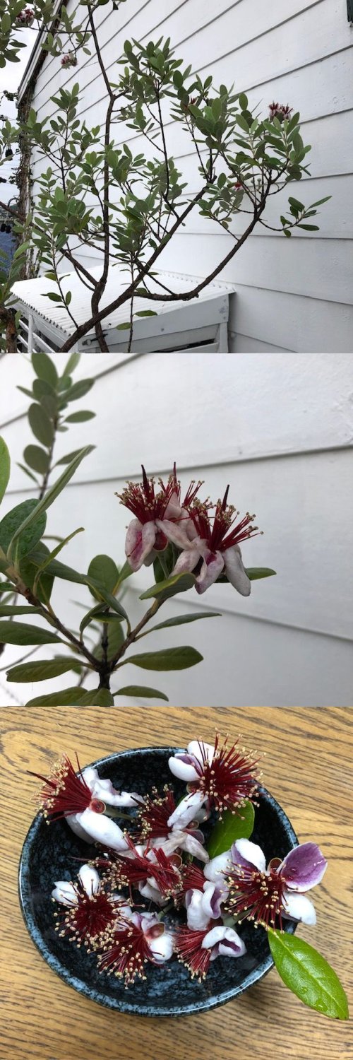 フェイジョア開花