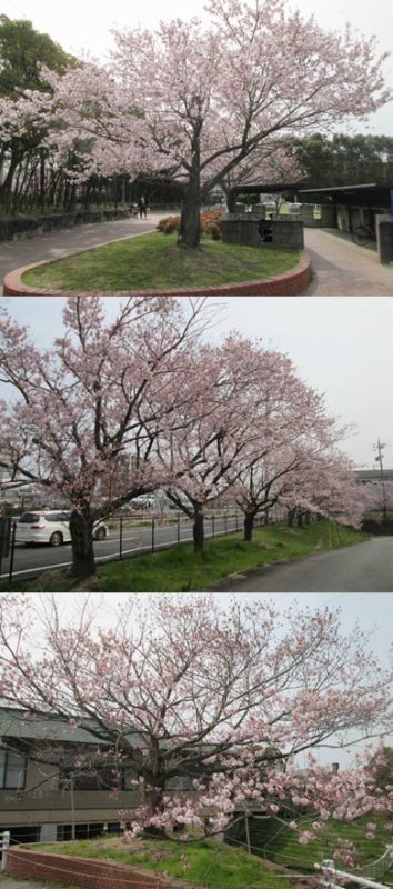 桜咲く