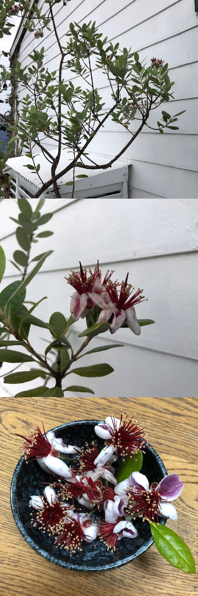 フェイジョア開花